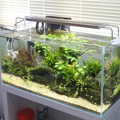 eco fish tank