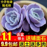 Сочные растения комбинированные растения зеленое растение цветочный стой