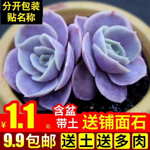 Товары от chenhongjuan4856