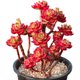 ພືດ succulent Flame Tia succulent ແມ່ນກຸ່ມຂອງພືດທີ່ມີອາຍຸສູງທີ່ມີຄ່າສູງທີ່ມີດອກໄມ້ potted ໃນລົ່ມແລະຕົ້ນໄມ້ສີຂຽວທີ່ມີຂະຫນາດໃຫຍ່ແລະງ່າຍຕໍ່ການຮັກສາ.