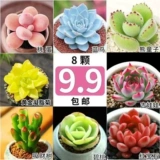 Сочные растения в горшке в горшках с горшками Большой и хорошей кормление ценностное бутик старый балкон балкон с высоким высоким цветом зеленого растения