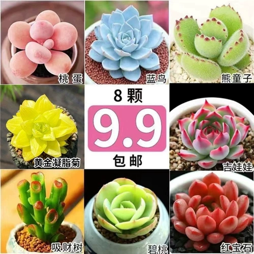 Сочные растения в горшке в горшках с горшками Большой и хорошей кормление ценностное бутик старый балкон балкон с высоким высоким цветом зеленого растения