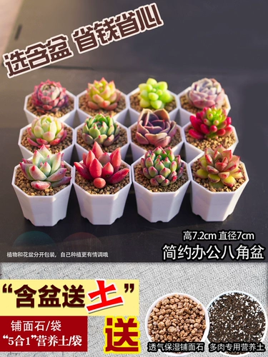 Красные губы, сочные растения, многоотравные старые кучи редкие сорта, красивые пейзажи для мяса, горшечные растения с мясом содержат горшки с горшками