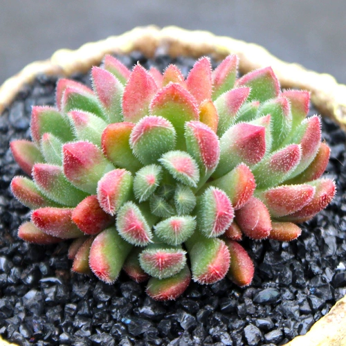 Красные губы, сочные растения, многоотравные старые кучи редкие сорта, красивые пейзажи для мяса, горшечные растения с мясом содержат горшки с горшками