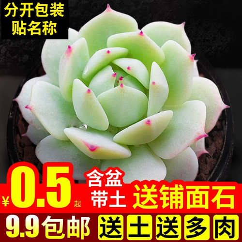 Сочные растения комбинированные из горшки зеленые растения цветы настольный новичок