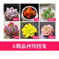 Модель 6 [сорт на картинке]