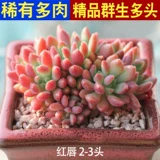 Красные губы, сочные растения, многоотравные старые кучи редкие сорта, красивые пейзажи для мяса, горшечные растения с мясом содержат горшки с горшками