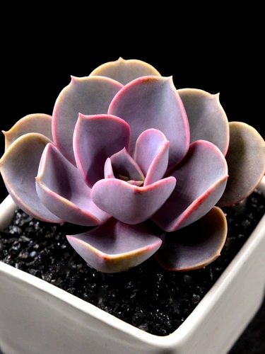 Purple Parl Red Heart Lotus Cuvulent Plant Комбинированная комбинация маленький цветок с горшечным пакетом.