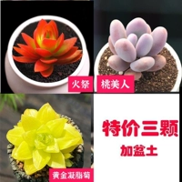 Огненная жертва золотой гель хризантема красоты