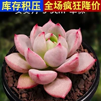 Коричневая женская красавица луна, 3-5 см, одиночное растение