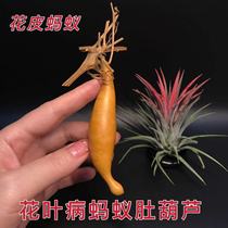Hand-twisted small gourd ant belly natural special-shaped gourd currency with faucet extra small carry-on toy hand piece eight treasures