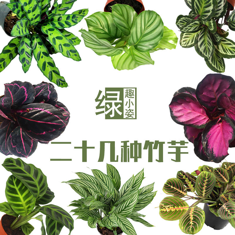 Happy Yin Color Leaf Rainforest Cylinder Indoor Flowers Potted Plant Hydroponics Green Planting Dreams Golden Green Apple Mosaic Bamboo Taro