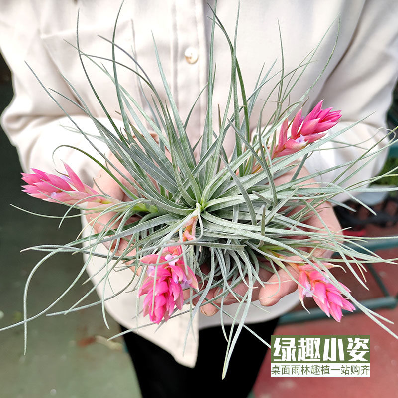 Air Phoenix Pear Iran Exotic Laziness no native flowering plant flower Easy to raise with epiphany rainforest vat green plant