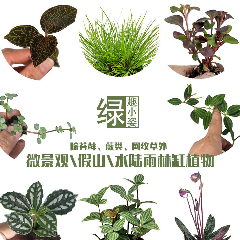 Fresh mini small plants Creative diy rain forest tank Sheung Shui Stone Mountain potted hydroponic moss micro-landscape ecological bottle