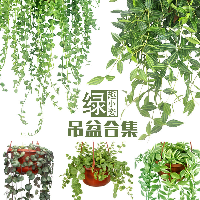 Indoor cloudy small pot plant suspended vertical vine climbing wall ceiling one inch of heart almond vine