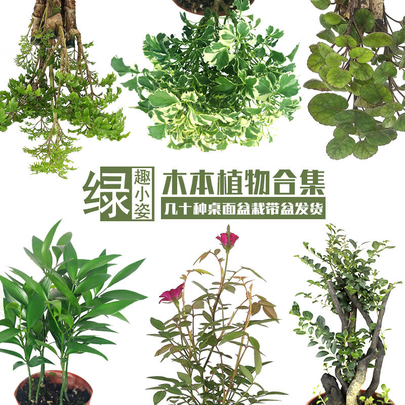 Indoor Desktop Wood Bench Amphibious Vat Small Potted Flowers Green Plant Clear Fragrance Wood Purple Sandalwood Elm Yashu Duck Foot Wood