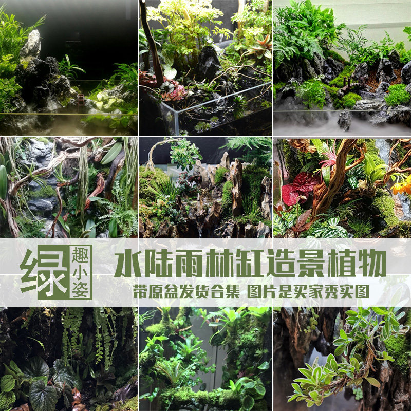 Rainforest cylinders surface-cylinder false mountain scenery plant indoor gardening with cloudy and wet epiphytes climbing moss green anecdotes