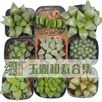 Ice lantern Yulu Shou Shou Yin-resistant plant potted twelve rolls of meat super cute combination anti-radiation desktop small green plant