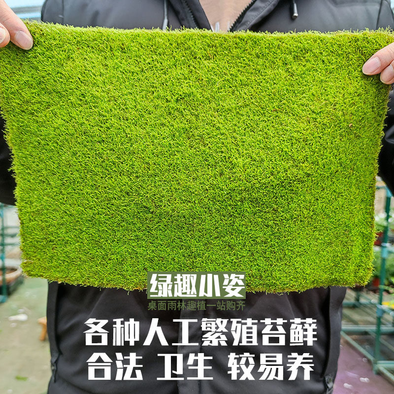 Living artificial moss plant microscape eco-bottle amphibious rainforest cylinder building with large plume of gauze short suede small grey