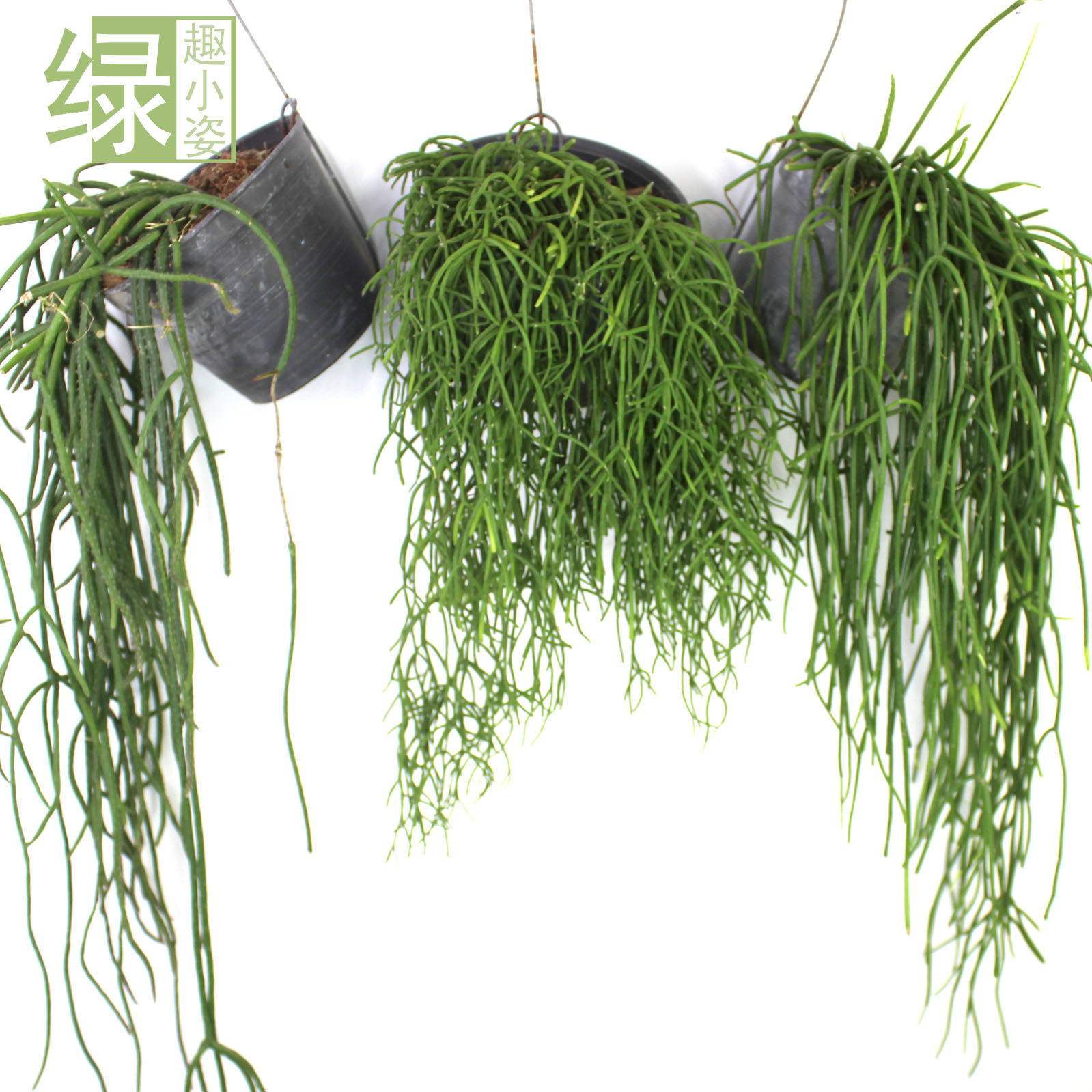 Rainforest cylinder epiphyto plant silk reed jade Coral Cactus Flat Leaves Green Willow indoor greening resistant to clingy small hanging basin