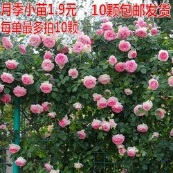 Rose climbing vines, roses, vines, European moon, courtyard balcony green plants, fragrant potted plants blooming in many seasons