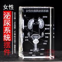  3D three-dimensional carved crystal human body female urinary system planing diagram model Medical college commemorative gift customization