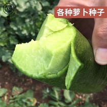 Shepherd Cherry Radish Fruit Turnip White Jade Radish Red Heart Radish Seed Porch Potted Vegetable Seed