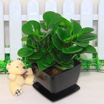  Special offer to snap up potted plants strong seedlings(green leaf Jasper)Air purification can be hydroponic also known as watercress green