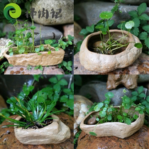 Pebble head flowerpot large hydroponic stone basin fleshy flowerpot Imitation Pebble head thick pot coppergrass potted