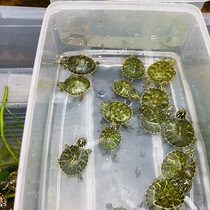 Lets choose a boutique flame