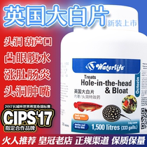 British big white flake Tropical fish Arowana convex eye head hole enteritis Internal fish Aquarium supplies Internal and external