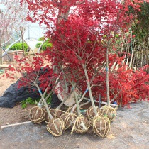 Red maple seedling garden potted four seasons Chinese American Japanese Bonsai Old pile three seasons red green seedling landscape tree