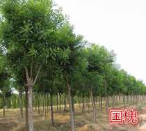 Chill-resistant potted plant national sophora sapiens graft gold locust tree tolerant of dry patio Greening tree south Northern planting