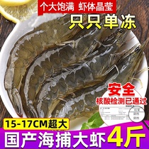 (8kg) fresh oversized shrimp sea catch prawns seafood whole box base shrimp shrimp shrimp shrimp white shrimp seafood
