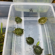 Lets choose a fine flame