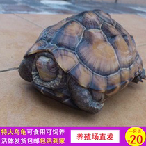 2021 Large tortoise Live Vegetarian Tortoise Vegetable tortoise Large pet Tortoise Town House Lucky tortoise 1-5 pounds edible