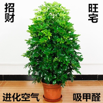 Duck-footed tree saplings big potted plants indoors eight square Cai green plants Zhaocai town house Four Seasons Green