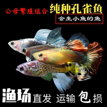 Peacock fish living free mail seed A pair of pet fish fresh water bred ornamental fish trophies small anchovies