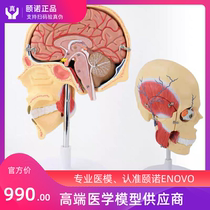 ENOVO Human mastic muscle model Maxillofacial anatomy Muscle Nerve arteriovenous masseter muscle Temporal muscle three