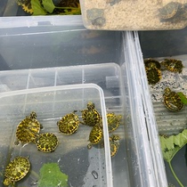 Lets choose a boutique flame