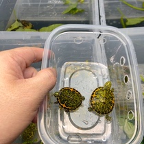 Lets choose a boutique flame