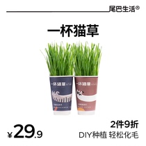 Tail Life A Cup Of Cat Grass 2 Cups Clothing Cat Mint Potted Seed Cat Snacks Pet Cultivation Suits Fur Balls