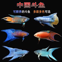 Novice good raising live fish Chinese fighting fish White Rabbit Australian flame blue Fork Black small light cold water ornamental fish fry