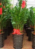 Flower Potted Plant (Money Tree) Indoor flowers Green plant