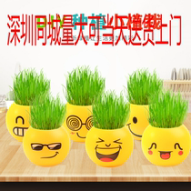 Ground stall green grass mini plant planting potted office desktop grass head doll diy kindergarten opened