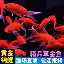 Grass goldfish live koi live fish Brocade crucian carp red grass flowers ornamental fish Cold water fish Golden dragon and phoenix koi small fry