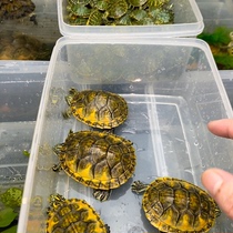 Lets choose a boutique flame