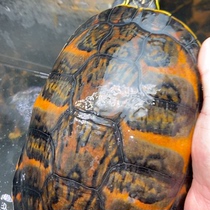 Lets choose a boutique flame