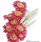 Flowers-fill characteristics