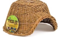 (Taiwan scheduled) US WARE Vine Cohorts (middle)